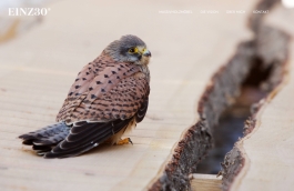 einz 30 Peter Eichler Fotografie