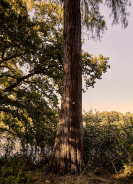 Dsc04947 park grosskuehnau comp Peter Eichler Fotografie