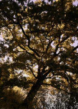 Dsc04953 park grosskuehnau comp Peter Eichler Fotografie