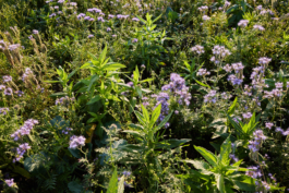 IMG Peter Eichler Fotografie